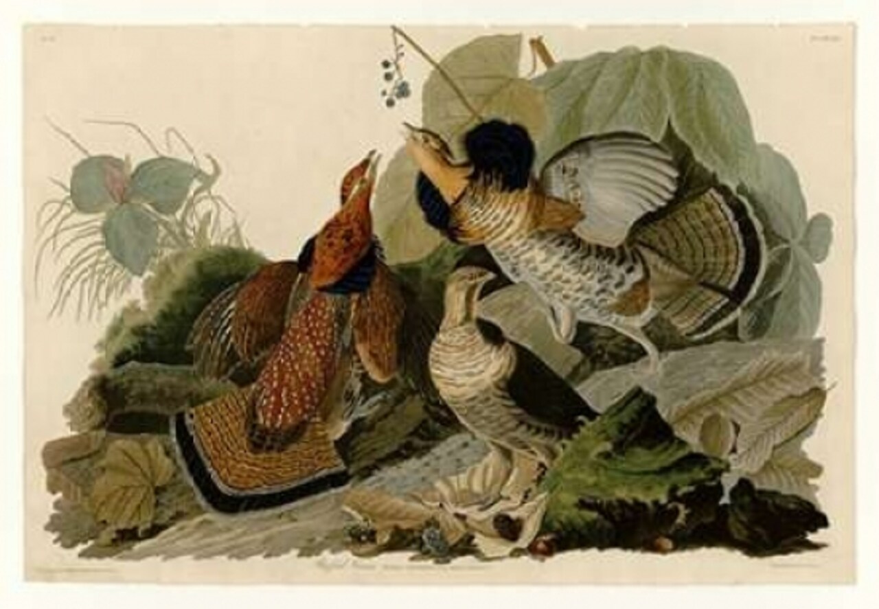 Ruffed Grouse Poster Print by John James Audubon - Item # VARPDXJJA41